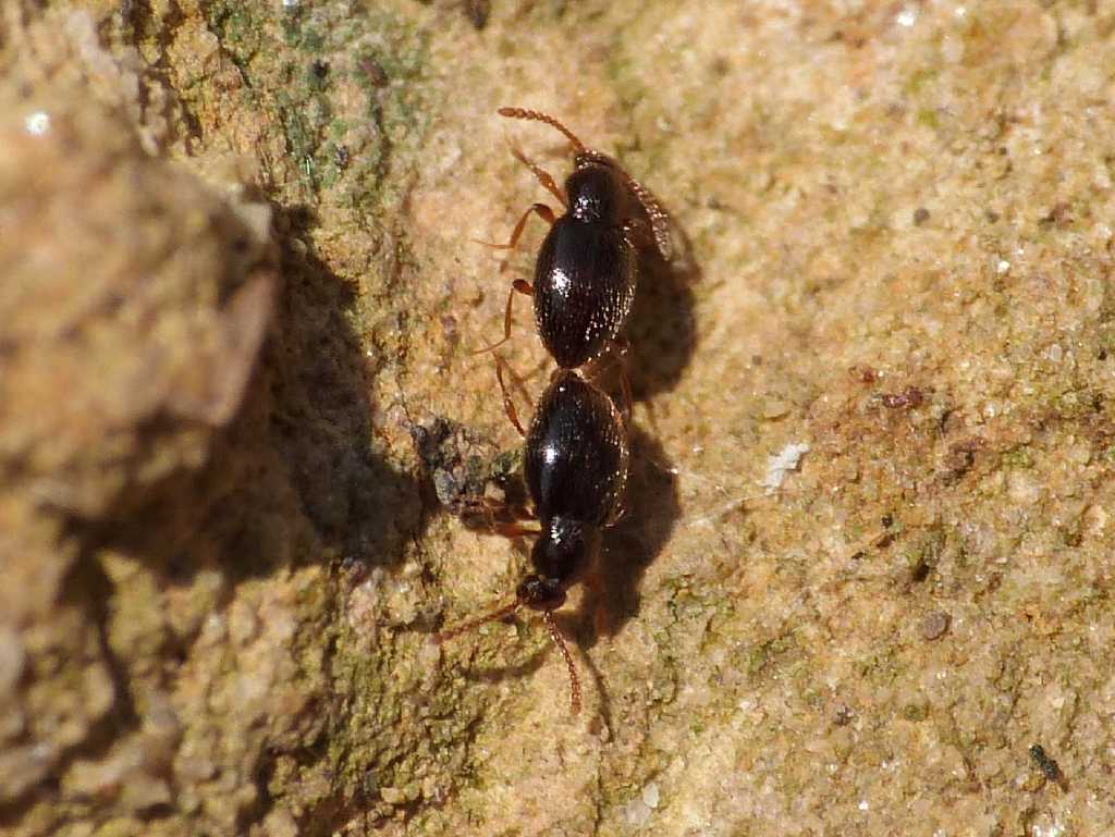 Piccolissimi (Scydmaenidae) in accoppiamento - Tolfa (RM)